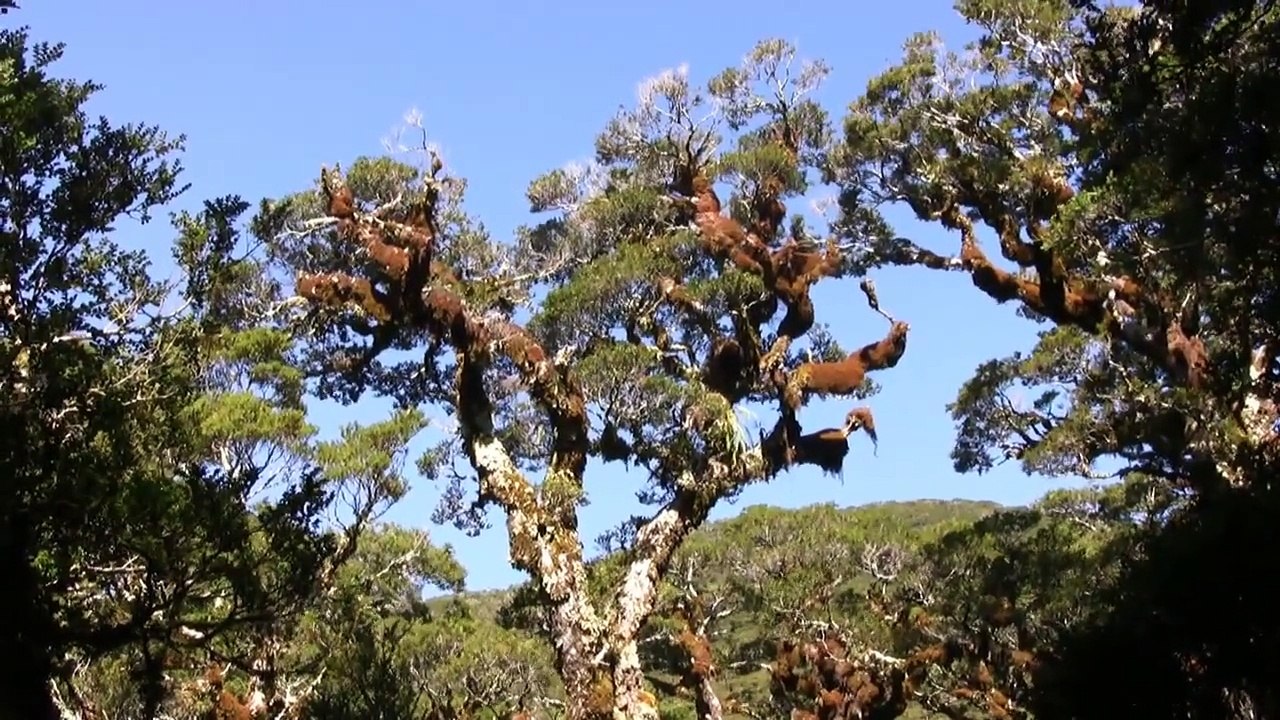 Routeburn Track, New Zealand in HD