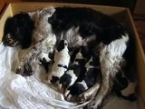Briciola e i suoi cuccioli 10 giorni dopo il parto....