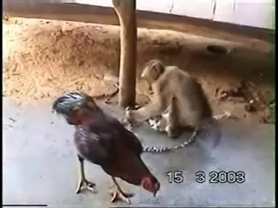 قرد يعشق قطة