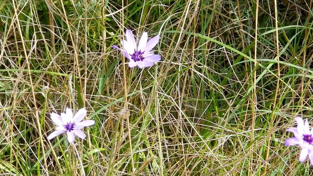 Les vautours fauves de Nébias