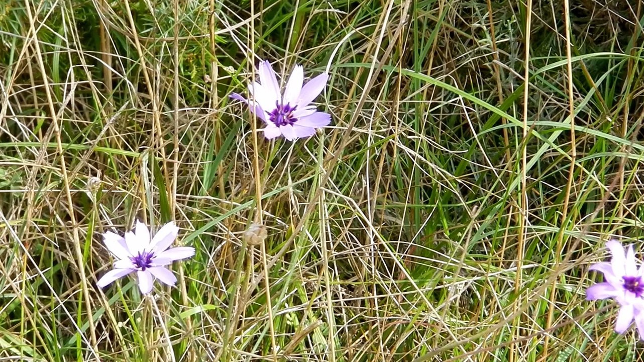 Les vautours fauves de Nébias