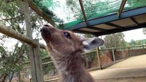 Feeding Wallaby at Ballarat Wildlife Park, Australia