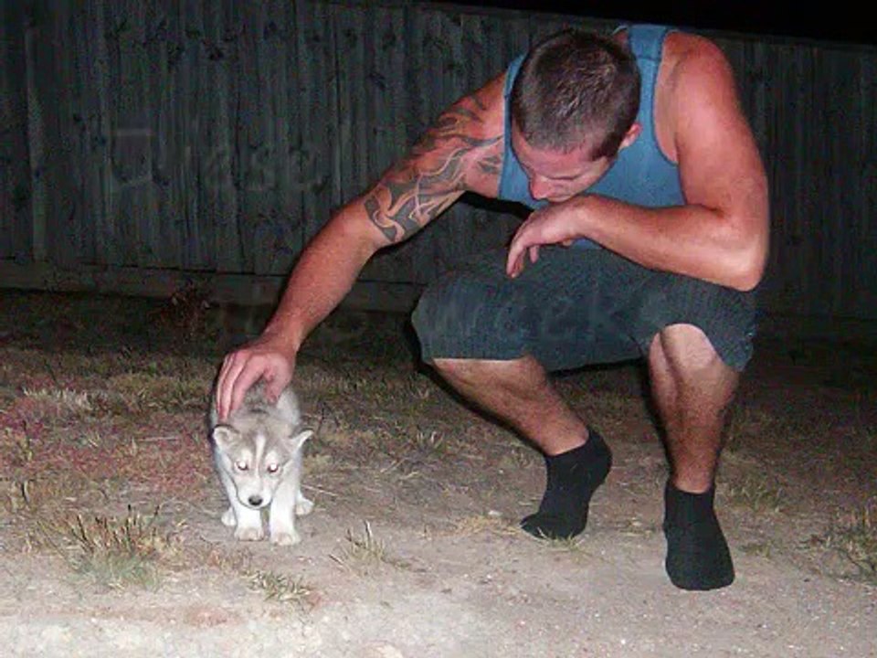 Siberian Husky - Diesel 1