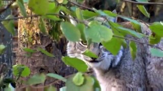 wildwood lynx 2011