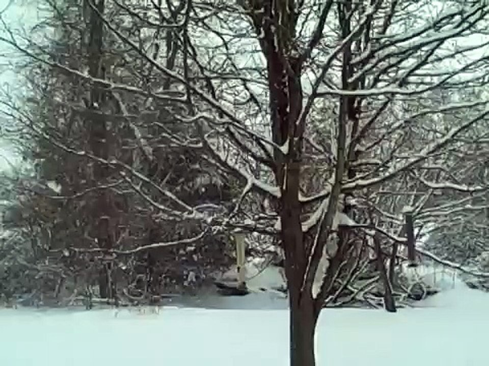 Meadow in the Snow  :)      Star     Meadow Sym...