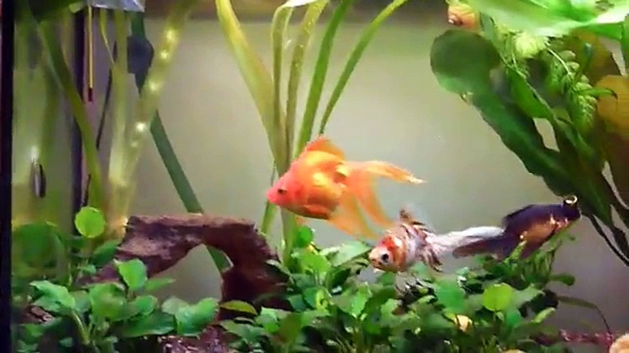 Acquario pesci rossi e avannotto (Tubo2, Tuba e Puo)