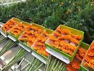 ORF €CO - Graz statt Kenia: der Überlebenskampf der heimischen Schnittblumenproduzenten