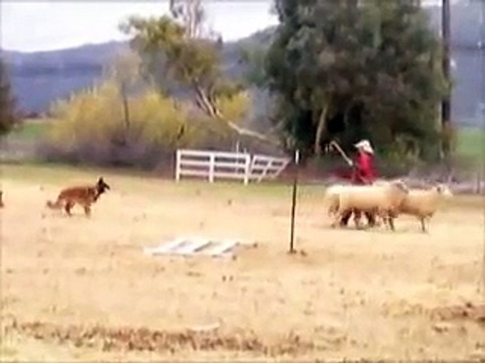 Arwen Herds Sheep