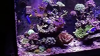 My 120 Gallon SPS Reef
