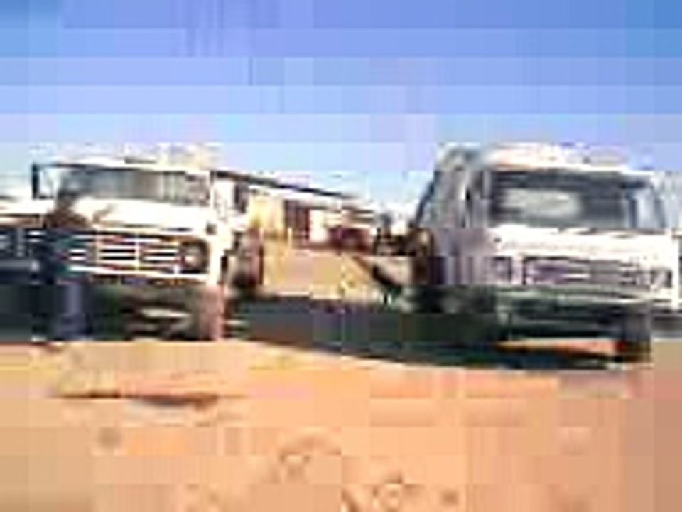 Willie, el cuervo asesino