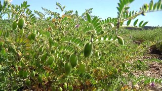 GCTV9: Botrytis in Chickpeas