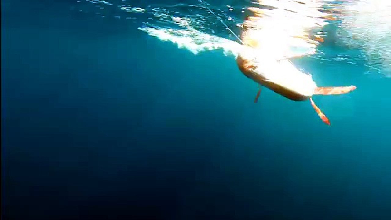 Swimming in the opah, Lampris guttatus, during in vivo temperature measurement