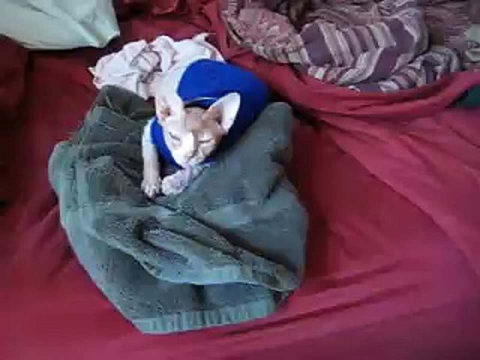 Sammie loves his sweater