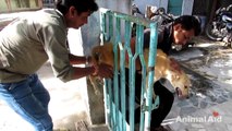 Desperate for help, trapped dog freed from gate