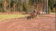 Dressyrponny med gång och utstrålning till salu
