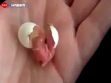 Kuşun Doğum Anı  Kuşların Yumurtadan Çıkışı