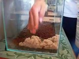 PARTE 1º Como Montar um Aquario de 30 litros, Plantado Gastando Pouco