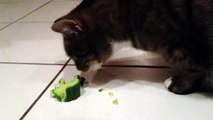 Diese Katze liebt Gurken