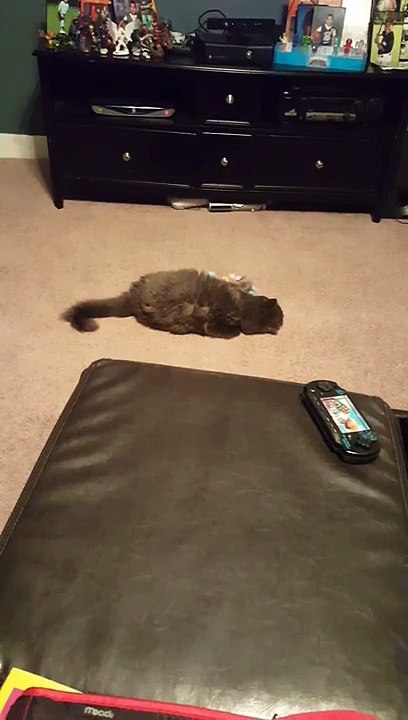 Funny cat with stuffed animal!