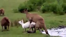 Funny animals videos  Canguro reproduction  animals life