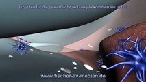 Das Knie - kurz und bündig - 3d Animation - Knee - Anatomie