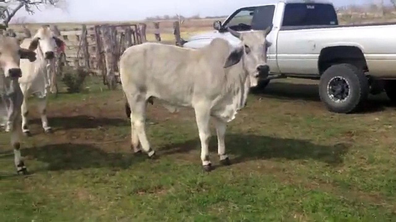Registered 2 and 3 yr old Brahman Heifers