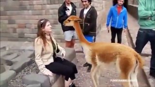Best Funny Video Animal