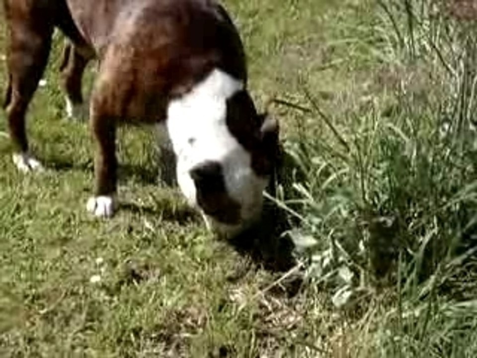 Buzz et Taz en action