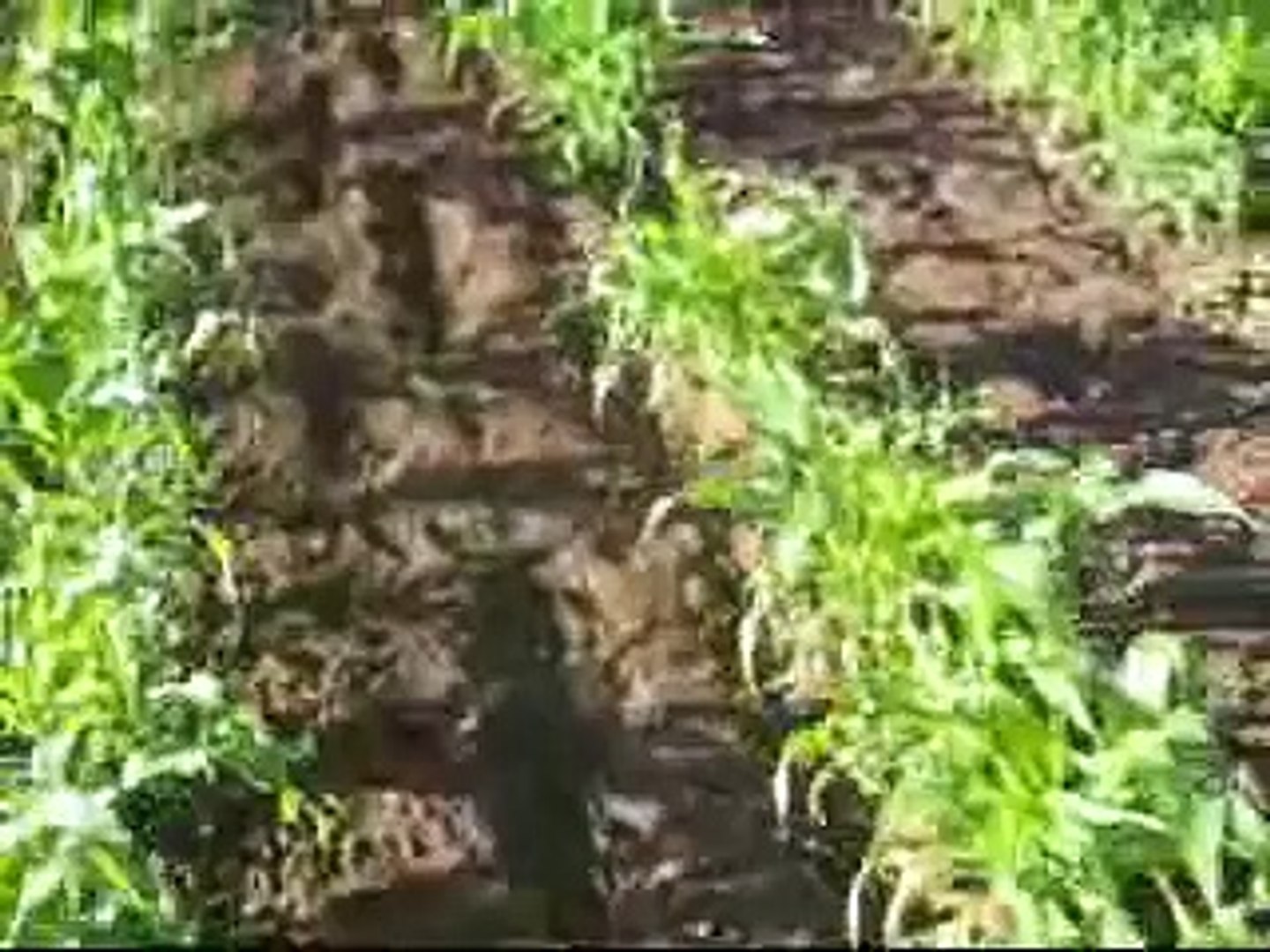 ⁣Gardening with brian part 2