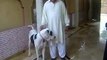 Pakistan bull dog : choudary taleb : from gujar khan Bewal