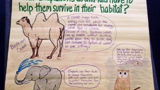 animal adaptations 5th grade lesson