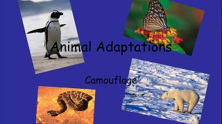 animal adaptations powerpoint