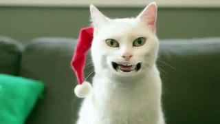 Comedy central funny cat videos