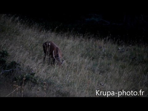 Brame 2015 dans les Pyrénées Orientales - Un cerf 10 cors m'a surpris!