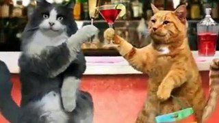 Happy New Year, Funny Cats Style!