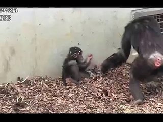 Baby Chimp Gets Electric Shock