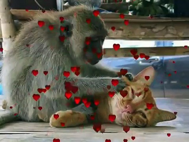 Happy Valentine's Day, Funny Cats Style! LOL  D