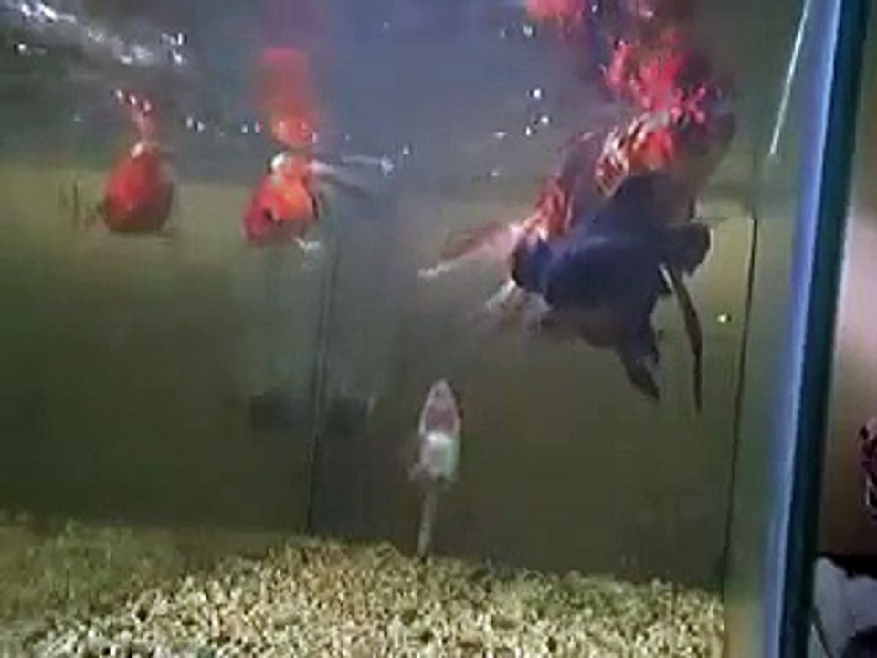 sucker fish and fantails