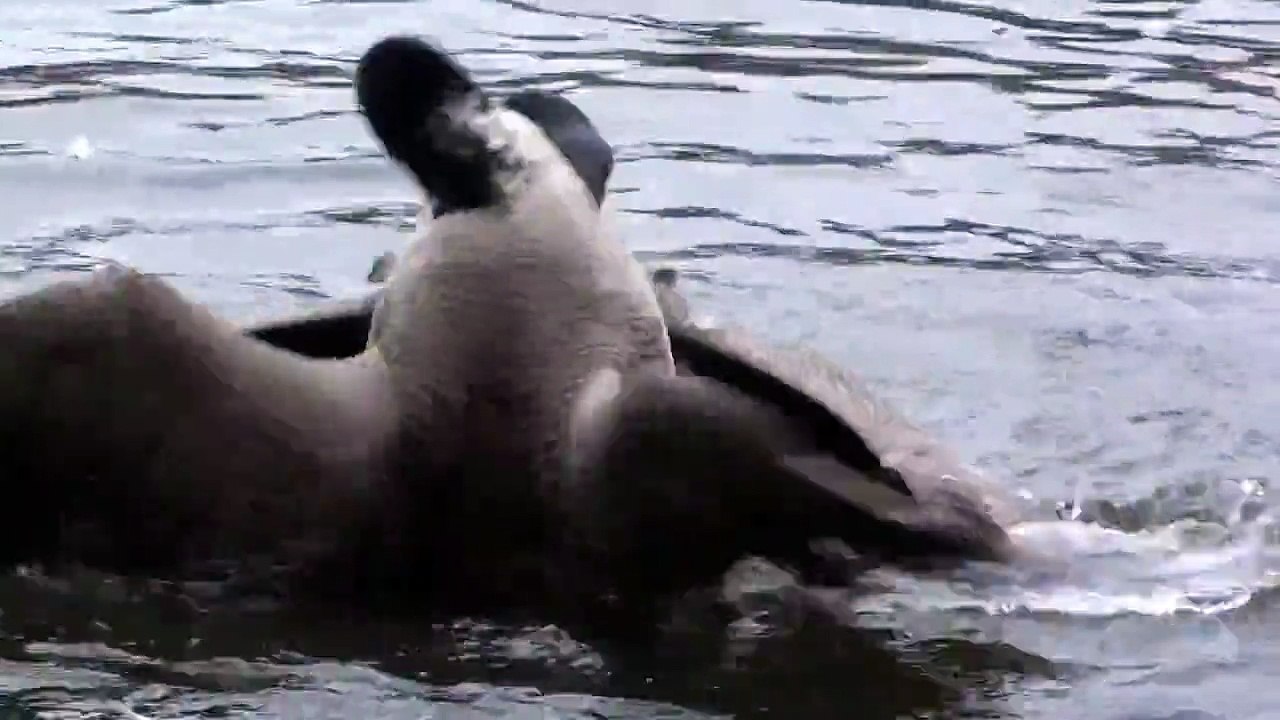 Canadian geese fight in Central Park.