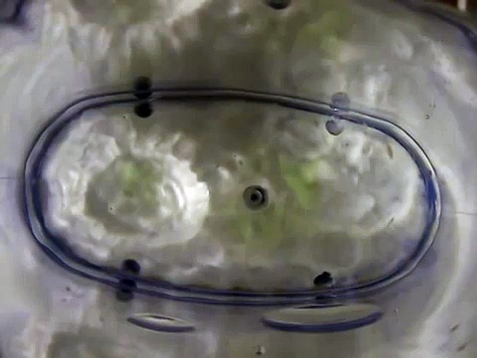 Sea Monkeys
