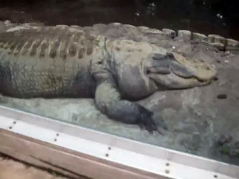 HUGE Alligator!!! Silver Springs, Fl