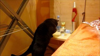 funny cat drinking water from glass with paw