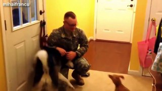 Top 10 Dogs Welcoming Soldiers Home Compilation 2015