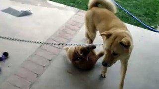 Shiba Inu & Mixed Jindo Dog