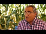 SIEMBRA Y COSECHA TV: Manejo integral del cultivo de maíz