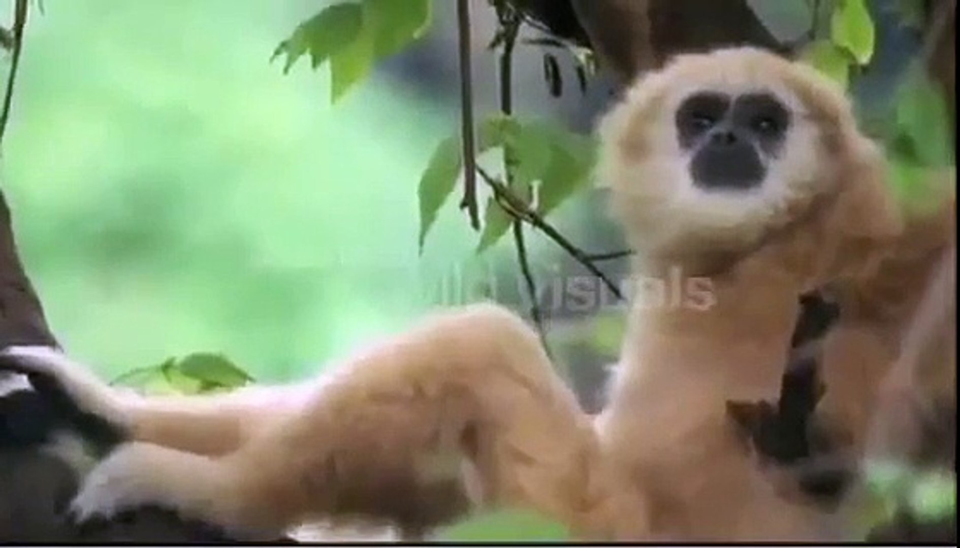 ⁣Best animal documentaries 2015 | Amazon Rainforest Wildlife Documentary An Untamed Wildern