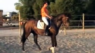 Young horse-Vasco Freire riding at Marchanta-Sousa Vinagre