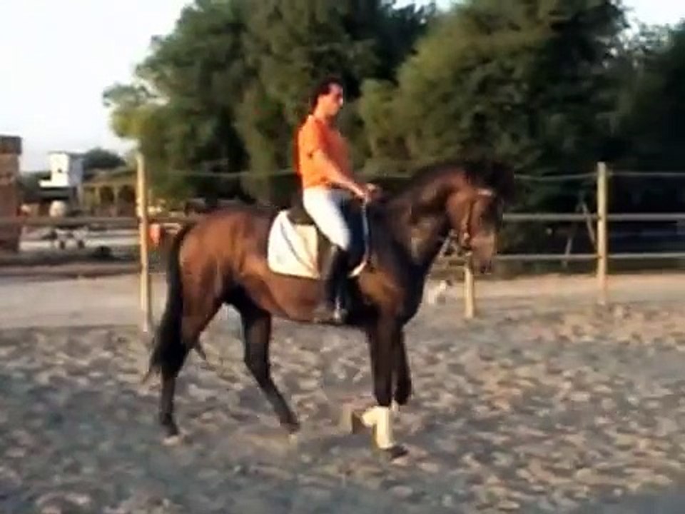 Young horse-Vasco Freire riding at Marchanta-Sousa Vinagre