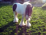 traditional gypsy cob stallion