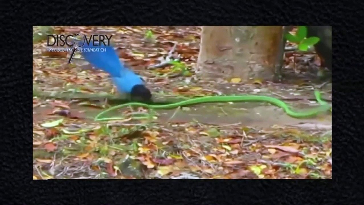 Wildlife Of Amazon #HD Documentary